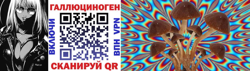 где можно купить   Пласт  Псилоцибиновые грибы Cubensis 